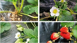 必看！9月草莓施肥方法及注意事项