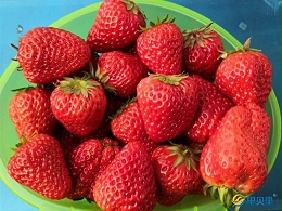 草莓水溶肥什么牌子的好？