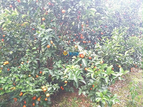 柑橘使用宴沃水溶肥