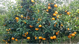 柑橘水溶肥使用注意事项，一定要看！
