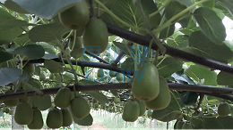 猕猴桃种植，选对水溶肥有多重要？