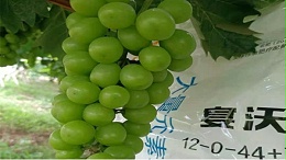 水溶肥选哪个用在葡萄上?中微量元素不容忽略