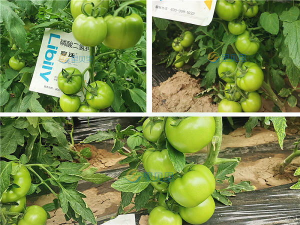 中微量元素肥料-宴沃西红柿