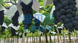 葡萄春季施肥指南，一文读懂