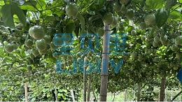 大量元素水溶肥的作用与功效，种植必看