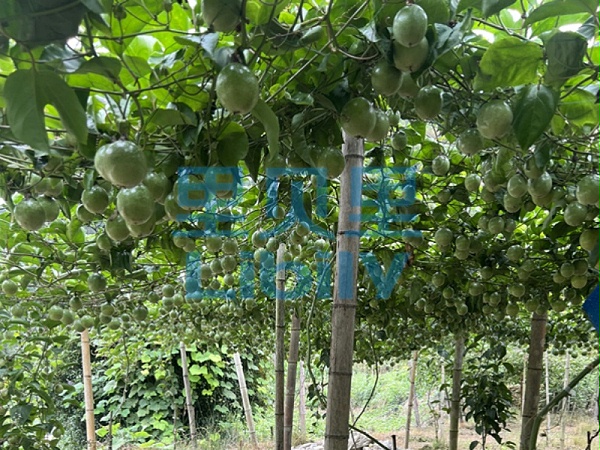 大量元素水溶肥的作用与功效-宴沃罗汉果