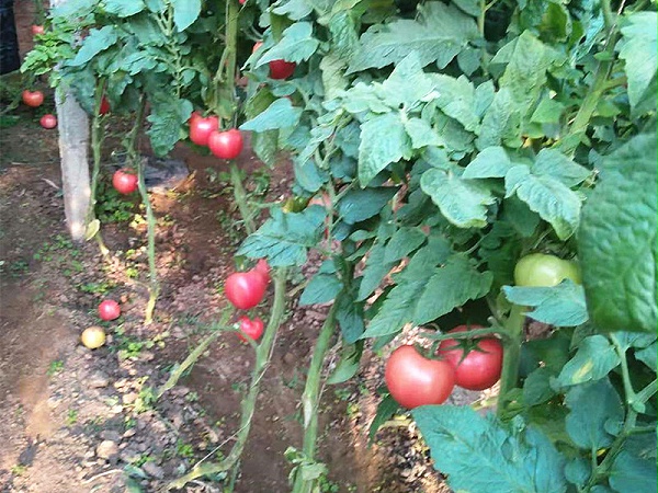 秋施基肥-微生物菌剂在番茄上使用