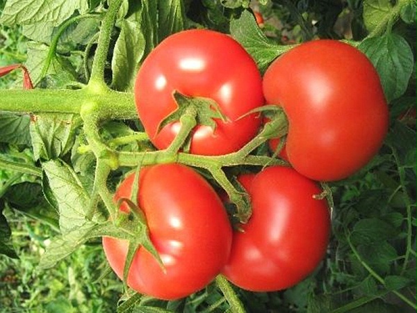 磷酸二氢钾价格-番茄