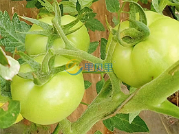 水溶肥在番茄种植中怎么选？