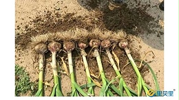 大蒜高产用什么肥料？