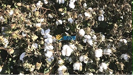 棉花种植工作已启动，病虫害防治要提上日程