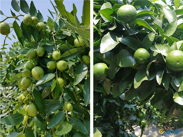 果树种植技术