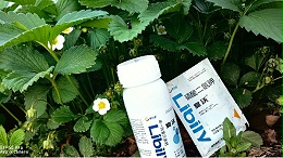 大棚草莓施肥要点！种植必看