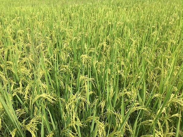 微量元素肥-水稻