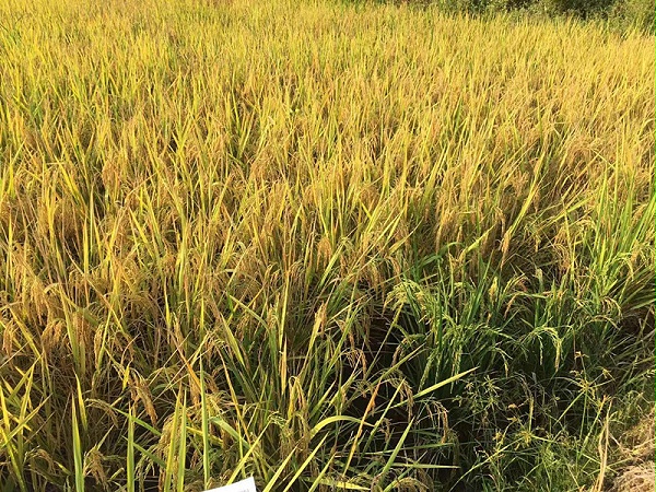 微量元素肥-水稻1