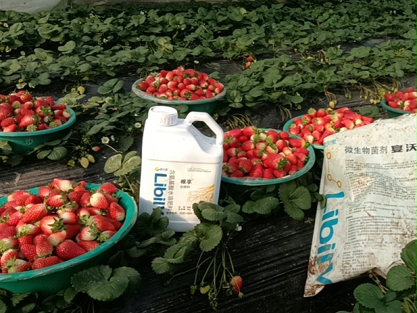 草莓种植-宴沃江苏草莓