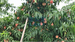 桃树施什么肥料？里贝里配餐肥