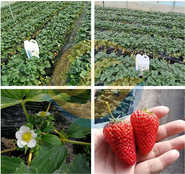 如何种草莓-宴沃1