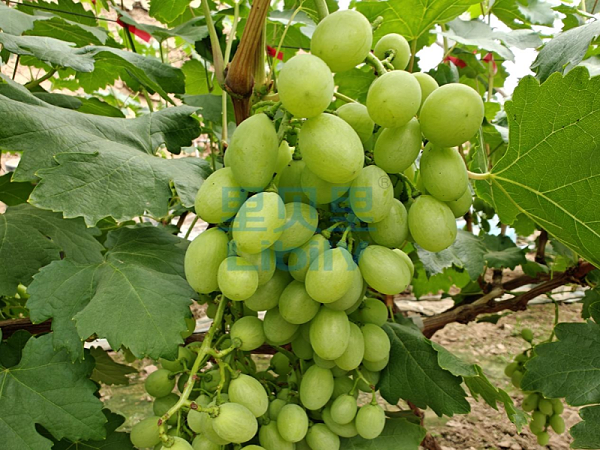 葡萄施什么肥料长得好-宴沃河北葡萄