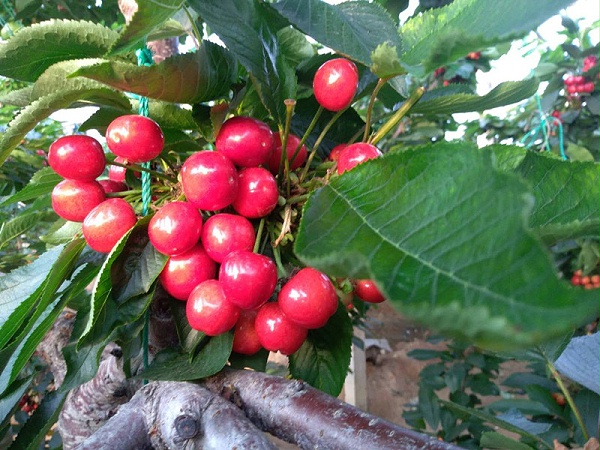 宴沃螯合硼肥-樱桃