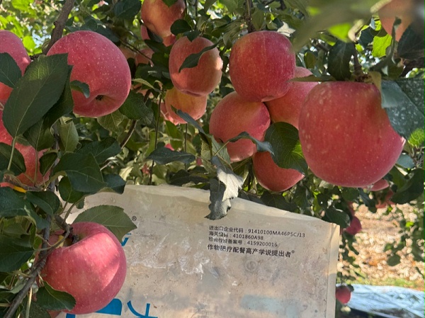 河北梁老板苹果