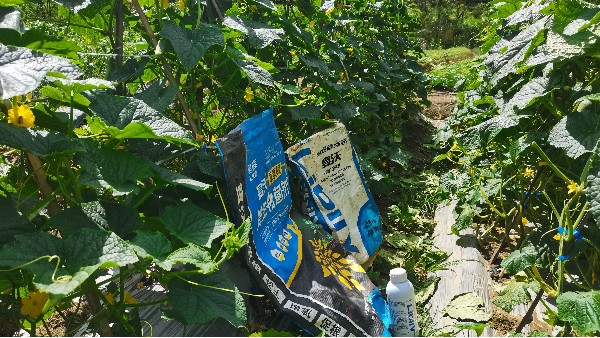 2025.10.18云南白老板黄瓜开花挂果期宴沃聚养根+颗粒平衡肥+氨基酸叶面肥叶片肥厚油亮，花多，挂果多，无病害客户很满意！7张45S；李芳芳 (7)