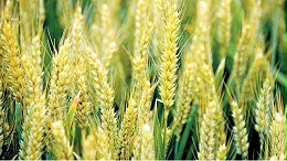 小麦叶面肥，用对了产量加倍，用错了辛苦白费