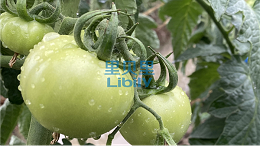 水溶肥，番茄常见病害的防治措施