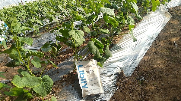 黄瓜水溶肥-用磷酸二氢钾