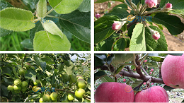 苹果树用什么肥料最好？里贝里全营养施肥方案