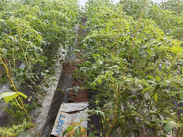 2025.12.14宁夏韩老板普罗旺斯番茄生长期微生物菌剂+根享生根剂+大量元素高磷苗齐苗壮，叶片油绿有韧性，花朵多，没有出死棵烂苗早衰现象，客户很满意，8张；1M；宁燕 (3)_副本