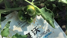 微生物菌剂能和化肥搭配使用吗？