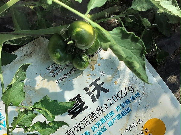 微生物菌剂-宴沃番茄_副本