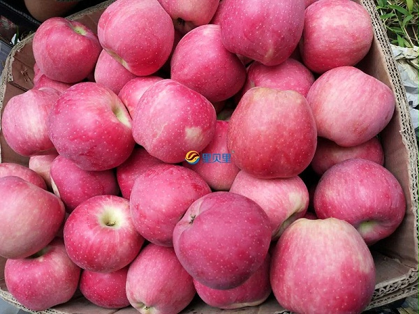 磷酸二氢钾-宴沃在苹果上使用