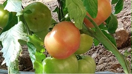 西红柿转色期施什么肥？做好这3点就行了
