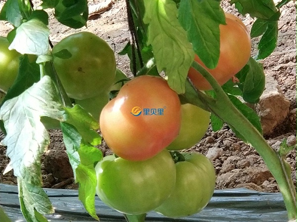西红柿转色期施什么肥？