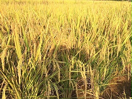 8月水稻叶面肥，增产增量的关键