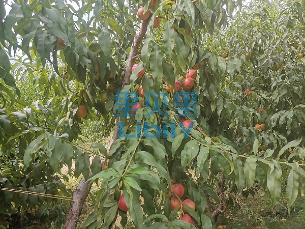 里贝里-透明_副本