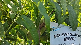 想要产量高！桃树施肥要点在这里