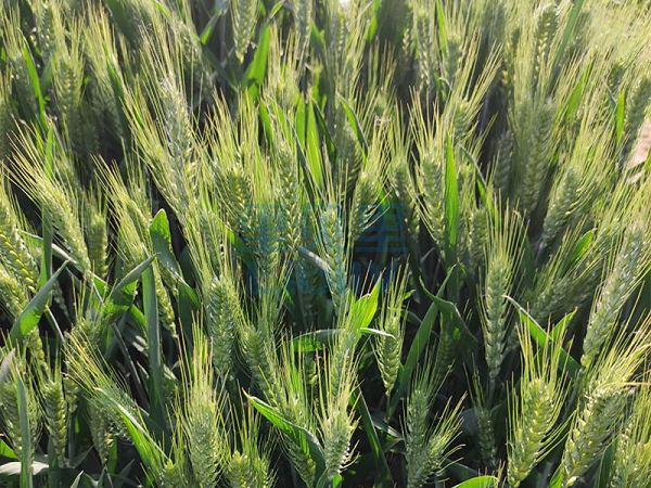 小麦打什么叶面肥增产？-宴沃小麦