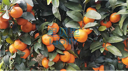 水溶肥在柑橘上怎么用？建议果农收藏