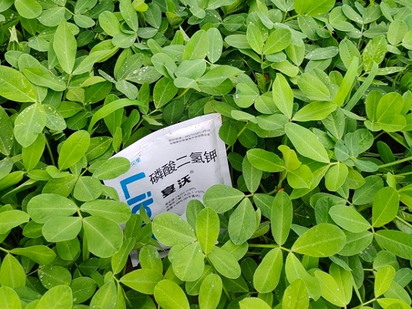 花生膨果期用什么肥料—山西张老板花生