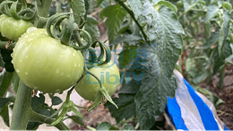 番茄施什么肥料好？
