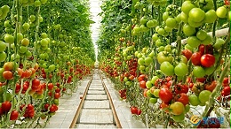 番茄怎么施肥能增加表面光泽？