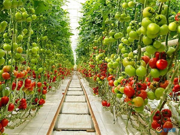 番茄怎么施肥能增加表面光泽