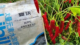 辣椒膨果期科学水肥管理，果大果匀品相好