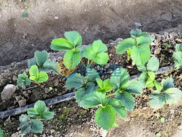 草莓定植后如何管理？