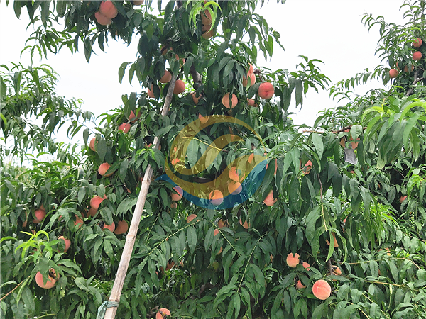 果树补钙用什么钙肥好-宴沃桃子