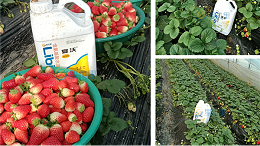 种植草莓，草莓定植管理方案