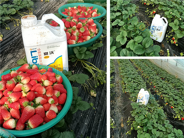 种植草莓-宴沃草莓